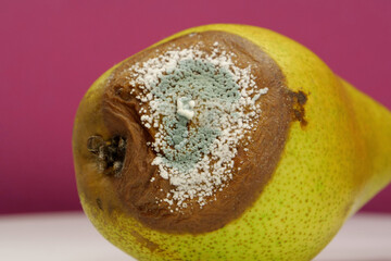 Rotting fruits. Over ripe and rotten pear, covered with mold and fungus