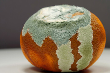 Overripe and rotten mandarin. Rotten tangerine covered with mold