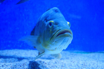 Big fish in aquarium. Underwater video. View through glass of aquarium