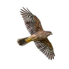 cooper's hawk in flight