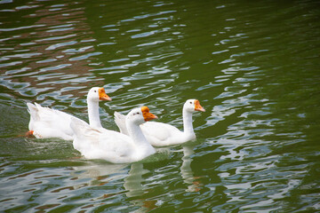 Chiang Mai deploys geese to tackle polluted moat