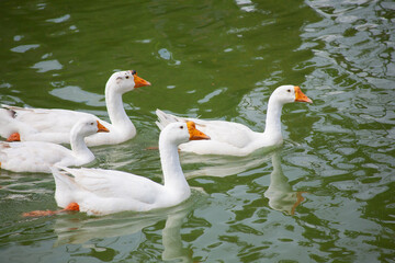 Chiang Mai deploys geese to tackle polluted moat