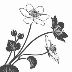 black and white caltha leptosepala alba