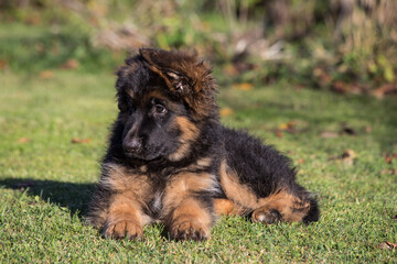 A fluffy German Shepherd puppy is lying on the grass in the sunlight.