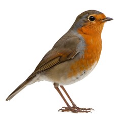 Obraz premium european robin on white background