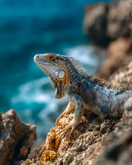 Iguana Sunbathing on Rocky Shore with Ocean Background