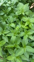 A vibrant close-up view of lush green foliage featuring healthy, broad-leaved tropical plants. The image showcases a dense cluster of natural leaves with visible veins and texture.