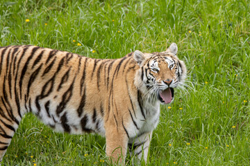 tiger in the green grass