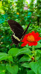 Fototapeta premium Black butterfly on red flower.