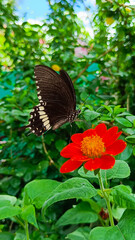 Black butterfly on red flower.