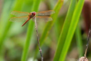 Needham's Skimmer dragonfly (Libellula needhami) on the branch of a cattail in Sweetwater Wetlands Park in Alachua County near Gainesville, Florida