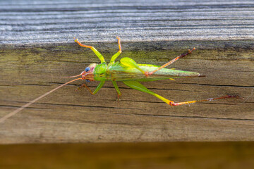 A female Handsome Meadow Katydid on a wooden walkway in Sweetwater Wetlands Park in Alachua County near Gainesville, Florida