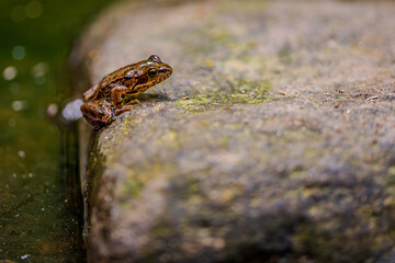 Ein Moorfrosch ruht auf einem moosbedeckten Stein am Rande eines Gewässers in der Natur
