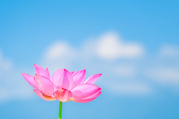 Obraz premium 夏空と蓮の花