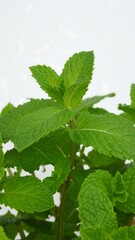 Close-up of vibrant green mint leaves