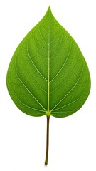 Close-up of vibrant green leaf (2)