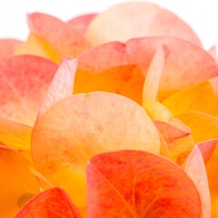 Close-up of vibrant orange and peach flower petals