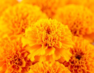 Close-up of vibrant orange marigold blossoms