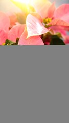 Close-up of vibrant pink poinsettia blossoms