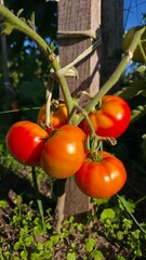 tomatoes in the garden