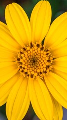 Close-up of vibrant yellow flower (2)