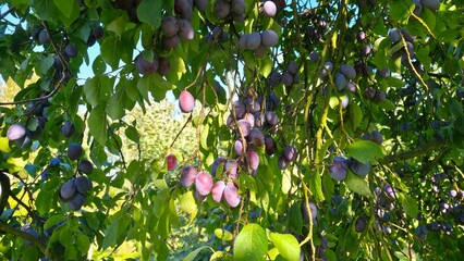 Juicy, ripe plums hanging from a branch in the sun's rays. They symbolize abundance and healthy food.