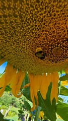 water drops on sunflower