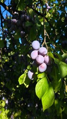 Juicy, ripe plums hanging from a branch in the sun's rays. They symbolize abundance and healthy food.