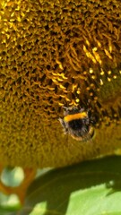 drops of water A busy bee, covered in pollen, on a sunflower head. An excellent detail shot, showing the work of insects.