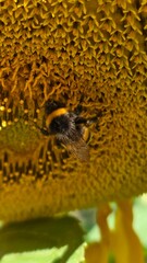 close up of sunflower seeds A busy bee, covered in pollen, on a sunflower head. An excellent detail...