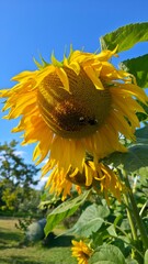 sunflower in the field