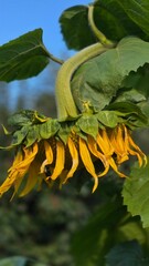 Beautiful, bright sunflowers under a blue sky, where busy bees are working. A scene full of life and nature.