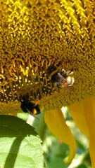 A busy bee, covered in pollen, on a sunflower head. An excellent detail shot, showing the work of insects.