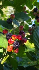 berries on a bush