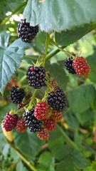 blackberries on the bush