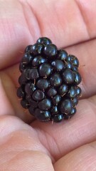 handful of blueberries