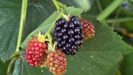 blackberry