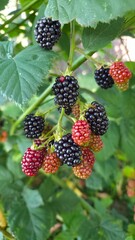 blackberry on the bush
