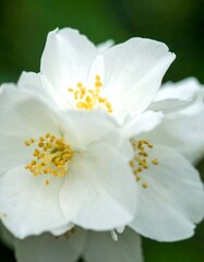 Obraz premium Close-up of white flowers