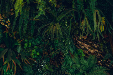 Close up group of background tropical green leaves texture and abstract background. Tropical leaf nature concept.
