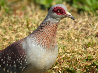 Close-up of Speckled Pigeon