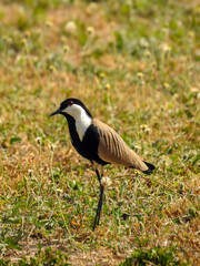 Spur-winged Lapwing Looking at Camera