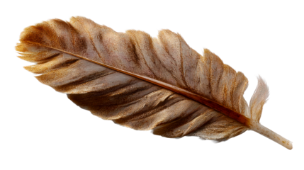 Detailed Close-up of a Single Brown Feather with Visible Barbs on White Surface