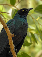 Close-up of Long-tailed Glossy Starling