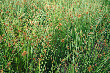 Grasses, background, green, meadow