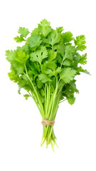 Fresh coriander bunch isolated on a transparent white background, clipping path