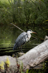 Grey Heron
Czapla Siwa