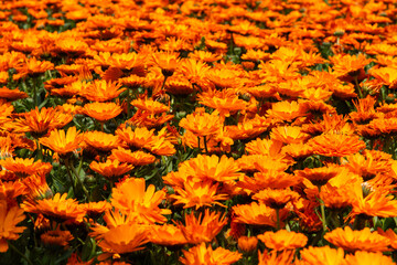 flowerbed of pot marigold