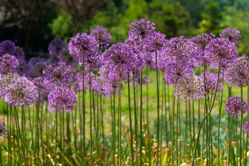 Obraz premium allium