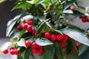 Coralberry